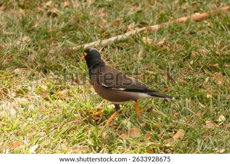 The common myna or Indian myna (Acridotheres tristis). Oahu. Hawaii.