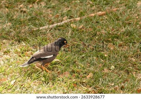 The common myna or Indian myna (Acridotheres tristis). Oahu. Hawaii.