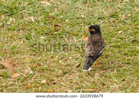 The common myna or Indian myna (Acridotheres tristis). Oahu. Hawaii.