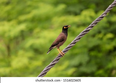 Myna Images Stock Photos Vectors Shutterstock - 