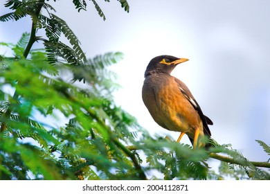 The Common Myna or Indian Myna aka Acridotheres Tristis, most times spelled mynah, is native  
 to Asia and  a member of the family Sturnidae (starlings and mynas)