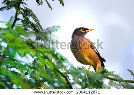 The Common Myna or Indian Myna aka Acridotheres Tristis, most times spelled mynah, is native  
 to Asia and  a member of the family Sturnidae (starlings and mynas)