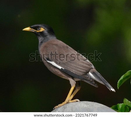 The common myna or Indian myna, sometimes spelled mynah, is a bird in the family Sturnidae, native to Asia. An omnivorous open woodland bird with a strong territorial instinct, the common myna has ada