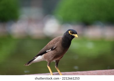 Common Myna At New Delhi Street 