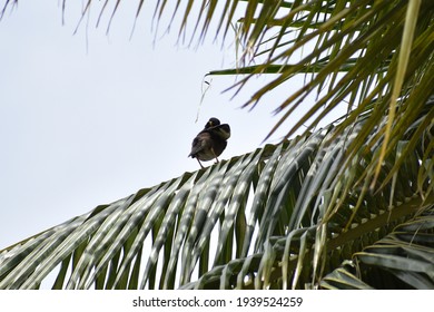 Common Myna sitting in the tree
