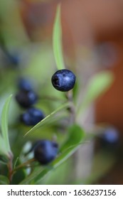 Common Myrtle Blue Berry - Latin Name - Myrtus Communis