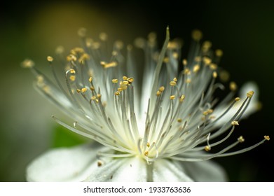 Common Myrtle Flower Photographed in Sardinia, Pistilli, Details