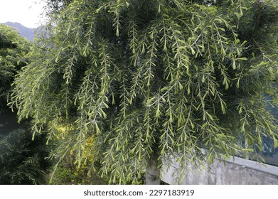 Common name Babylon willow or weeping willow; Chinese: 垂柳; pinyin: chuí liǔ and scientific name Salix babylonica