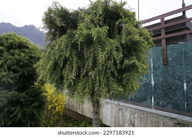 Common name Babylon willow or weeping willow; Chinese: 垂柳; pinyin: chuí liǔ and scientific name Salix babylonica