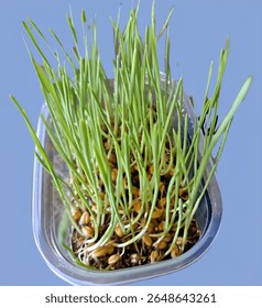 Common name Bead Wheat, Common Wheat, Wheat Scientific name Triticum aestivum L. is in the grass family POACEAE or GRAMINEAE.