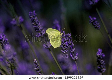 Similar – Lemon butterfly on flowering lavender