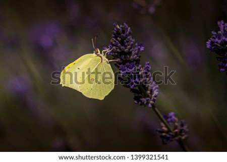 Similar – Lemon butterfly on flowering lavender