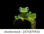 Common name Limon giant glass frog has been coined for this species, apparently in reference to its type locality in the canton of Limón, Costa Rica and it is also known as the ghost glass frog.