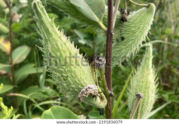 Common name: Common milkweed, scientific name:\
Asclepias syriaca