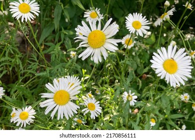 6,222 Daisy name image Images, Stock Photos & Vectors | Shutterstock