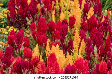 Common Name - Red Fox, Feather Cockscomb, Red Spinach, Plumed Cockscomb, Feathery Amaranth, Woolflower, Wild Cockscomb. Celosia Argenta 