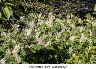 Common names Japanese knotweed and Asian knotweed (Reynoutria japonica)  one of the world's worst invasive species.