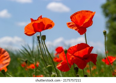 Common Names For Papaver Rhoeas Include Corn Poppy Corn Rose Field Poppy Flanders Poppy Or Red Poppy, Red Weed, Coquelicot