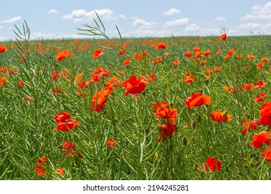 Common Names For Papaver Rhoeas Include Corn Poppy, Corn Rose, Field, Flanders, Red Or Common Poppy.