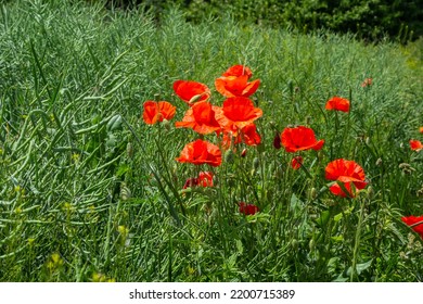 Common Names For Papaver Rhoeas Include Corn Poppy, Corn Rose, Field, Flanders, Red Or Common Poppy.