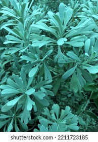 Common Name:silvery 
Botanical Name:lavender Plant 
Rank:Genus 