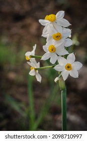   Common Narcissus flower - the king of the swamp