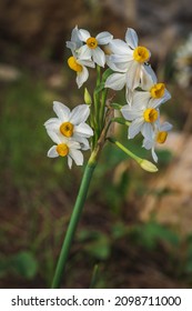   Common Narcissus flower - the king of the swamp