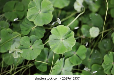 Common Nardoo (Marsilea Dummondii) Aquatic Fern Native To Australia 