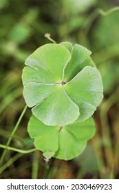 Common Nardoo (Marsilea Dummondii) Aquatic Fern Native To Australia 