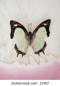 A Common Nawab Butterfly photographed on hand marbled paper.