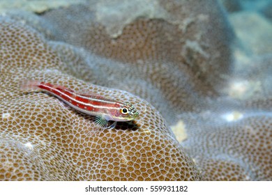 Common Neon Triplefin Is Sitting On A Coral, Puerto Galera, Philippines