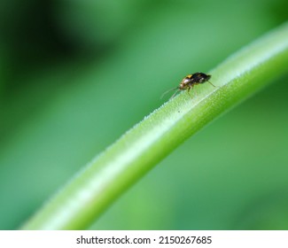 77 Common nettle bug Images, Stock Photos & Vectors | Shutterstock