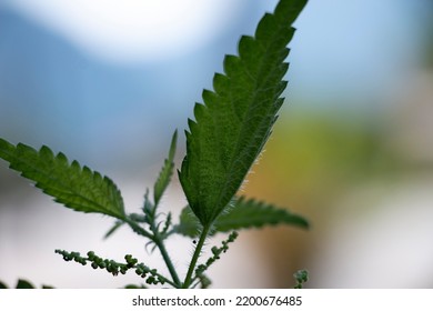 A Common Nettle Plant. Urtica Dioica.