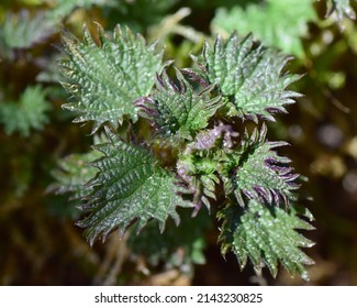 Common nettle or stinging nettle ( Urtica dioica ) young leaves in spring on the dark background. Herbaceous plant used in culinary and traditional medicine. Selective focus. Top view. Macro.