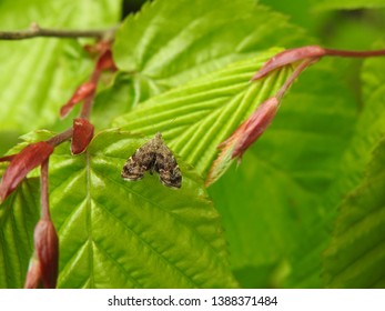 Common Nettle-tap (Anthophila Fabriciana) On A Leaf.