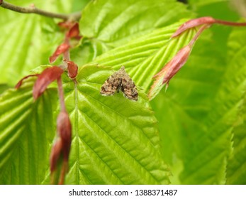 Common Nettle-tap (Anthophila Fabriciana) On A Leaf.