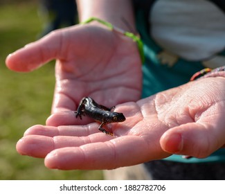 A Common Newt In Children's Hands