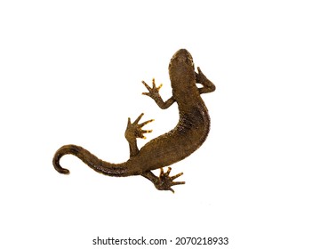 Common Newt Isolated On White