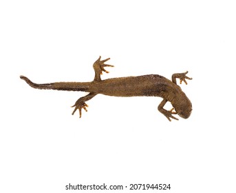 Common Newt Isolated On White