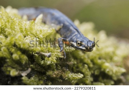 Common newt (Lissotriton vulgaris), in moss, Emsland, Lower Saxony, Germany