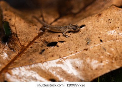 Common Newt On A Dead Leaf