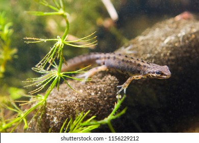 Common newt or smooth newt, Lissotriton vulgaris, male freshwater amphibian in breeding water form, biotope aquarium, closeup nature photo