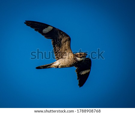 A common night hawk flying through the blue sky of the marsh