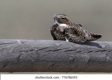 Common Nighthawk bird perched on wooden fence railing