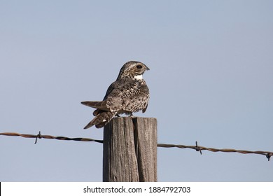 Common Nighthawk (chodeiles minor) caught napping on a fence post