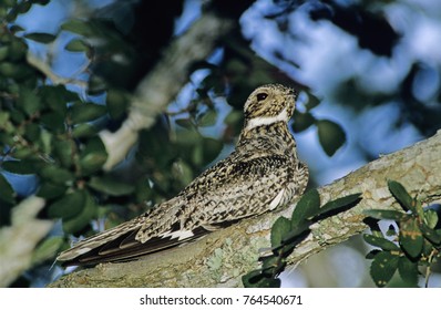 Common Nighthawk, Chordeiles minor, adult on branch, Welder Wildlife Refuge, Sinton, Texas, USA, May