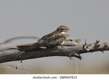 Common Nighthawk (chordeiles minor) asleep on a tree branch