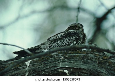 Common Nighthawk (Chordeiles Minor) Bird