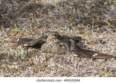 Common Nighthawk Chordeiles minor female doing distraction display near nest