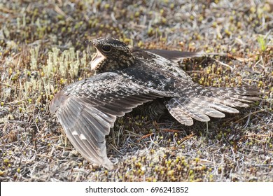 Common Nighthawk Chordeiles minor female doing distraction display near nest